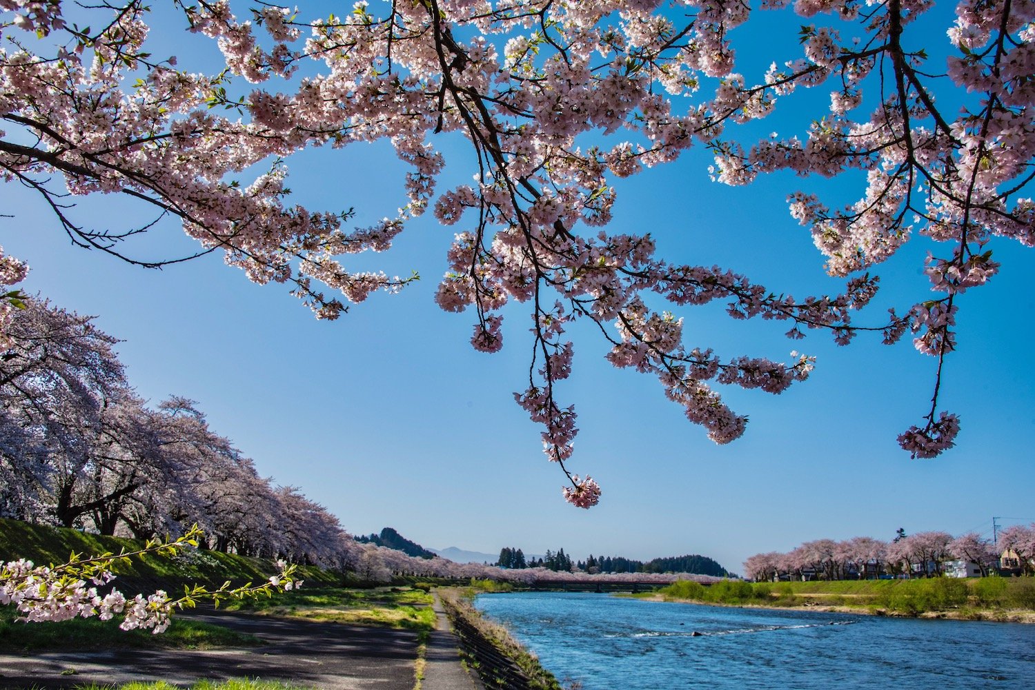 🌸 히노키나이가와 강변 녹지 공원(히노키나이가와 카센 료쿠치 코엔) 이미지 2